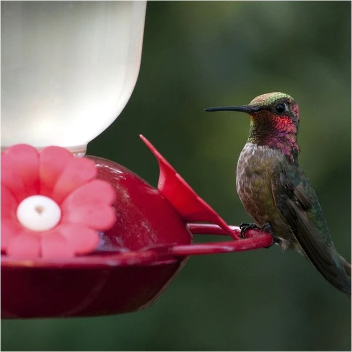 Perky-PetĀ® Red Impatient Top Fill Plastic Hummingbird Feeder - Image 2