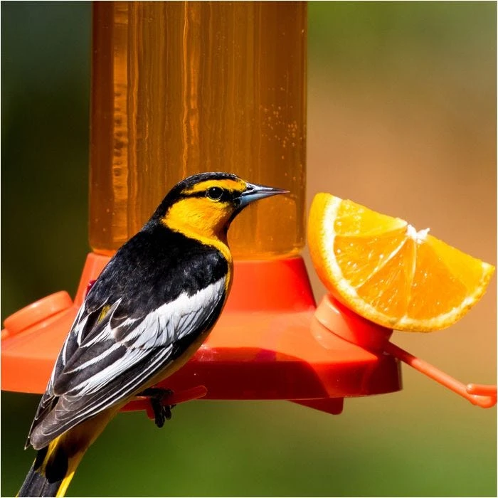 Perky-PetĀ® Fruit Trio Oriole Nectar Feeder - Image 2