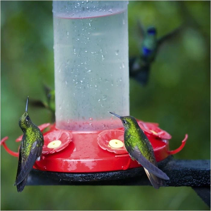 Perky-PetĀ® Grand Master Plastic Hummingbird Feeder - Image 4