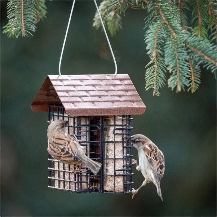 More Birds® Two Cake Suet Buffet Bird Feeder With Weather Guard