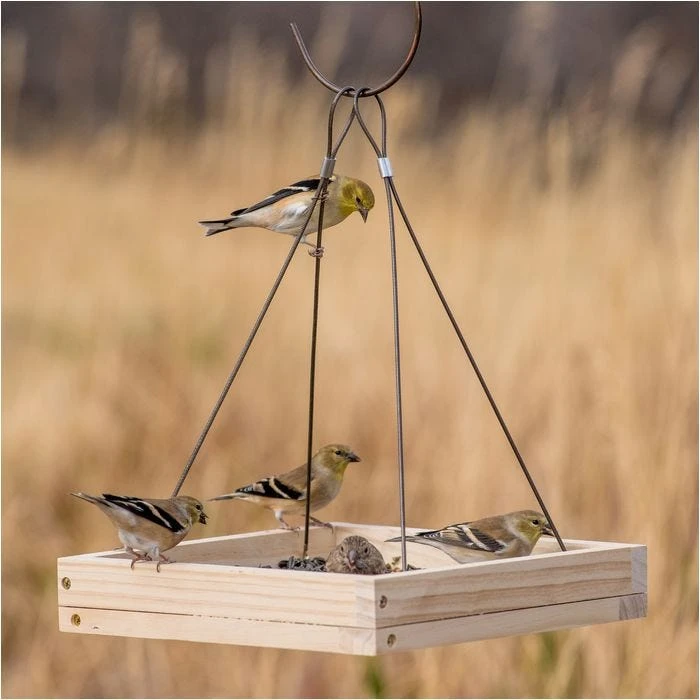 Perky-PetĀ® Hanging Tray Bird Feeder
