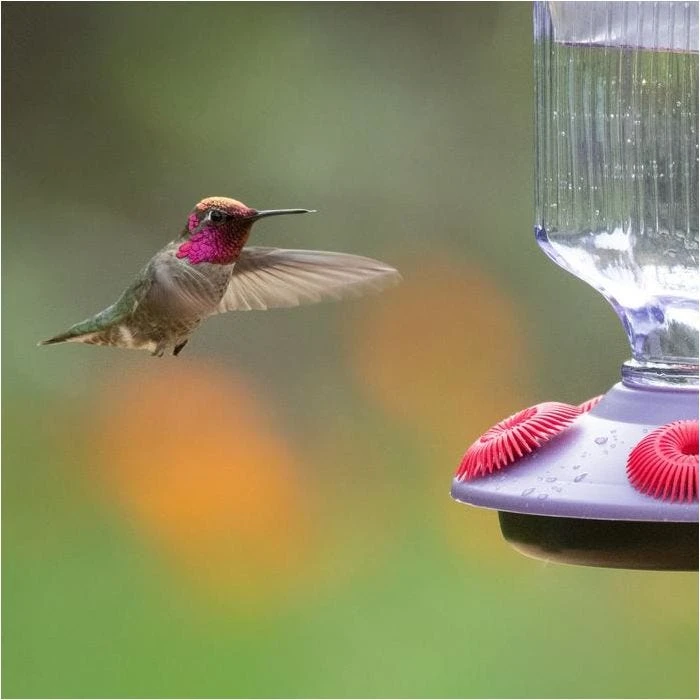 Perky-PetĀ® Lavender Field Top Fill Hummingbird Feeder - Image 6