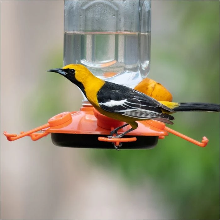 Perky-PetĀ® Oriole Top-Fill Feeder - Image 2
