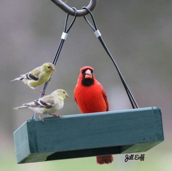 Backyard Essentials Petite Hanging Platform Feeder, 9"x9"