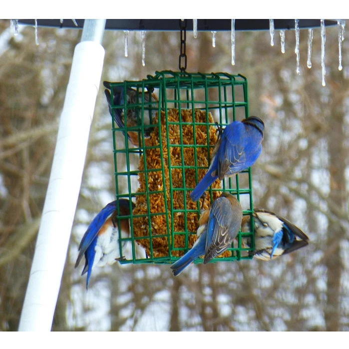 Mr. Bird Bugs, Nuts & Fruit Seed Cake- Large - Image 3