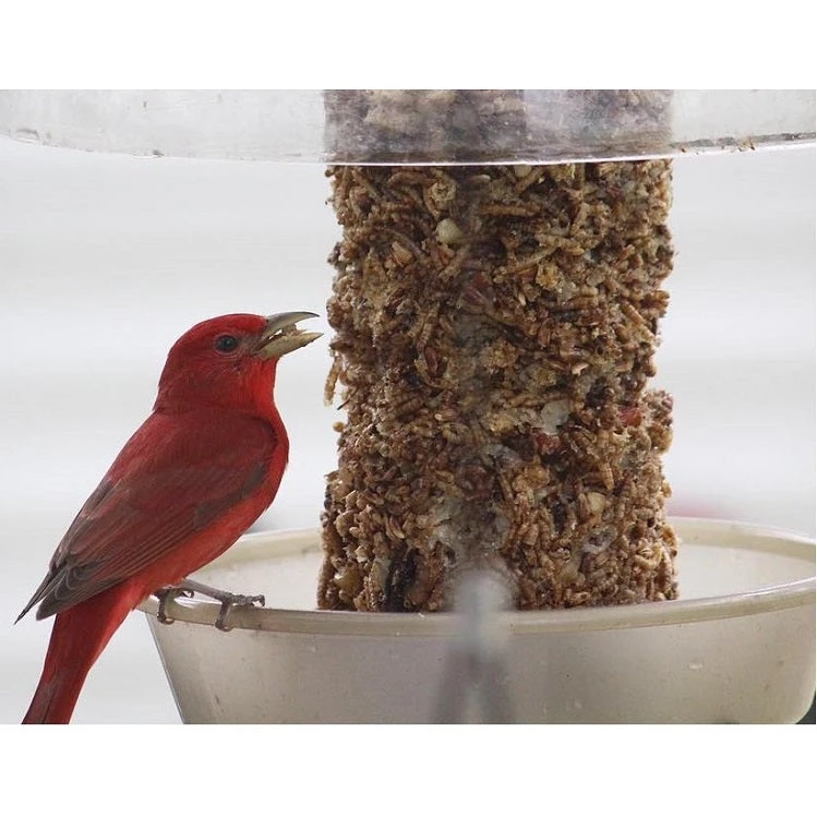 Mr. Bird Bugs, Nuts & Fruit Seed Log - Image 5