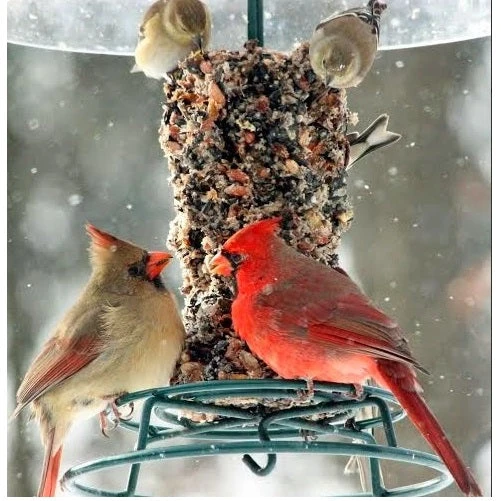 Mr. Bird Bugs, Nuts & Fruit Seed Log - Image 3