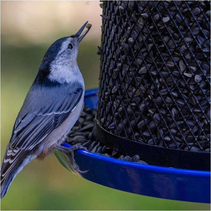 Perky-PetĀ® Large Dual Mesh Seed Feeder Cobalt Blue - Image 8