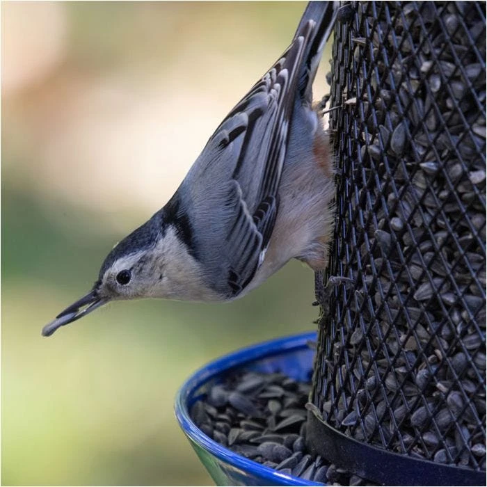 Perky-PetĀ® Large Dual Mesh Seed Feeder Cobalt Blue - Image 13