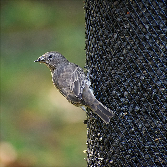 Perky-PetĀ® Large Dual Mesh Seed Feeder Cobalt Blue - Image 11