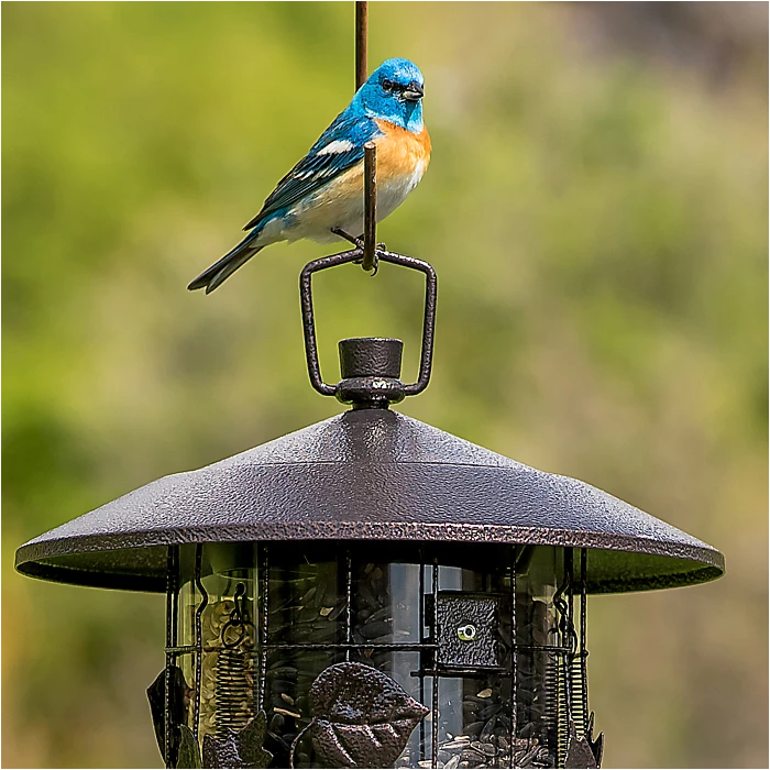 Perky-Pet® Squirrel-Be-Gone® III Wild Bird Feeder - Image 2