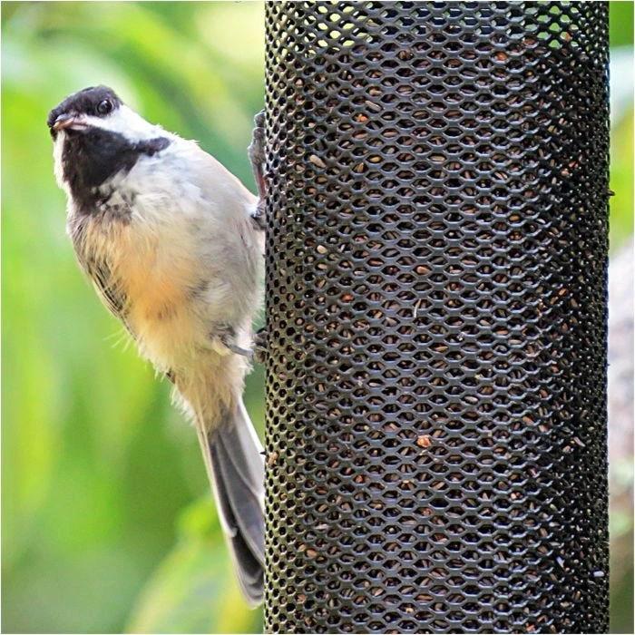 Droll Yankees® Onyx Clever Clean & Fill® Finch Magnet Screen Bird Feeder - 1 Lb - Image 3