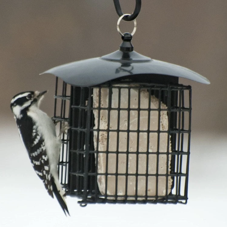 Double Suet Feeder With Weather Shield, Assorted Colors