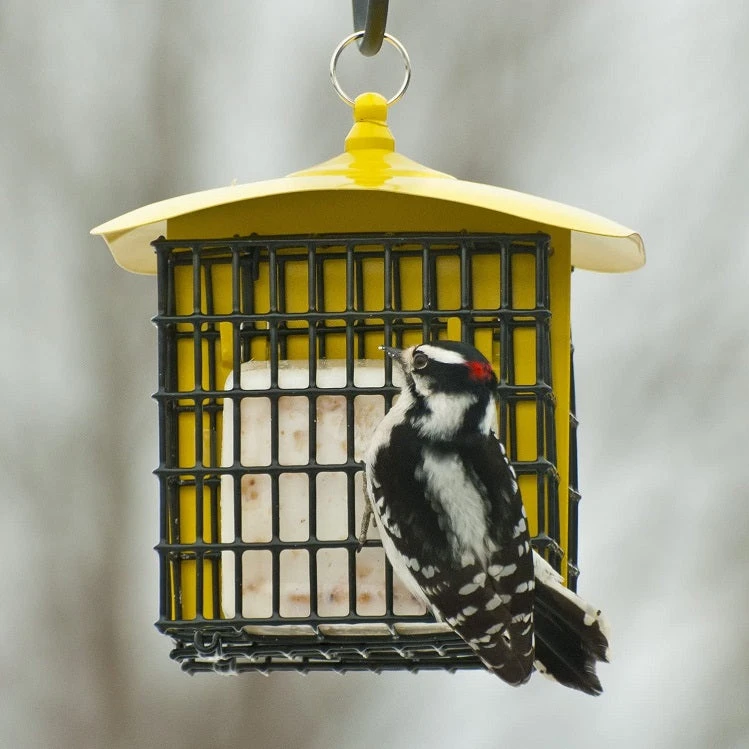 Double Suet Feeder With Weather Shield, Assorted Colors - Image 3