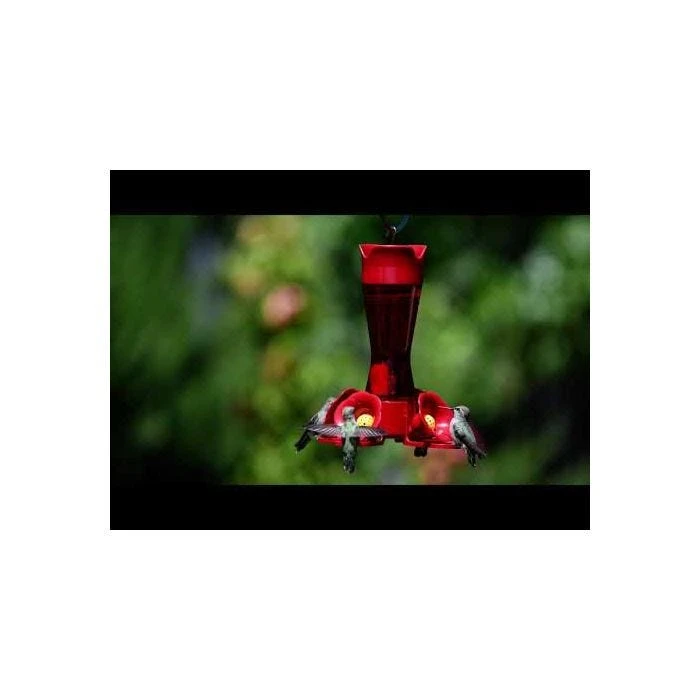Perky-Pet® Pinch-Waist Red Glass Hummingbird Feeder - 8 Oz Nectar Capacity - Image 11