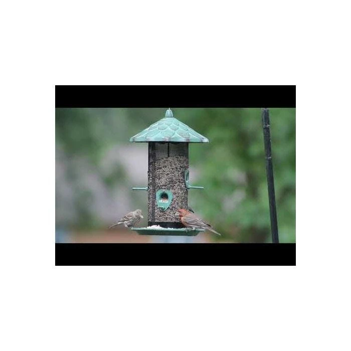 More Birds® Acorn Screen Bird Feeder - 2.8 Lb - Image 6