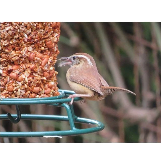 Mr. Bird Flaming Hot Feast Seed Log - Image 4