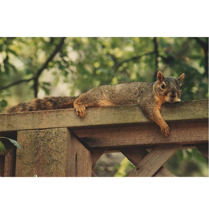 Mr. Bird Flaming Hot Feast Seed Log - Image 3