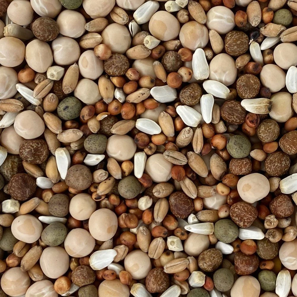 Versele-Laga Classic Pigeon Food Blends 15% No Corn Pigeon Food, 50-lb Bag - Image 2