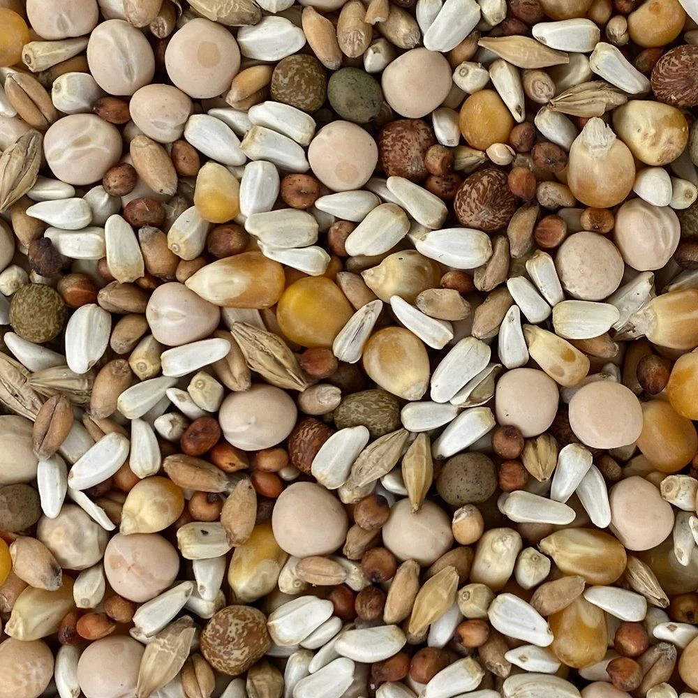 Versele-Laga Classic Pigeon Food Blends 15% Popcorn Pigeon Food, 50-lb Bag - Image 2