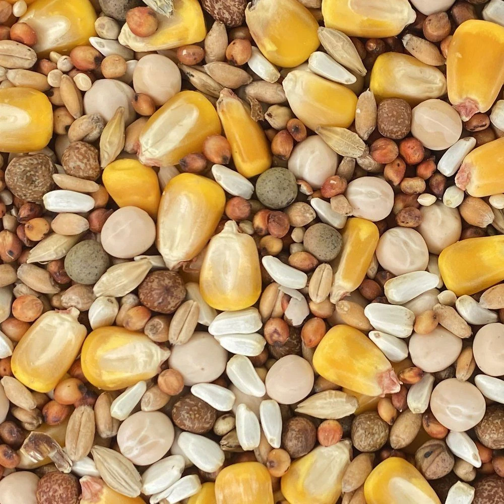 Versele-Laga Classic Pigeon Food Blends 15% W/ Corn Pigeon Food, 50-lb Bag - Image 2